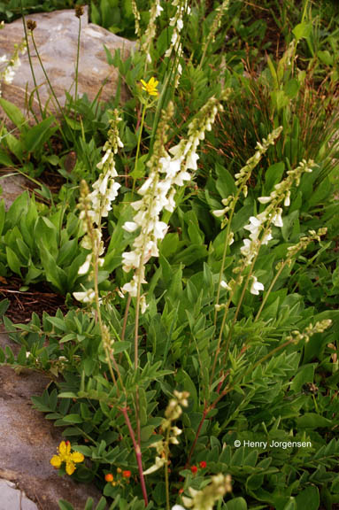Hedysarum sulphurescens